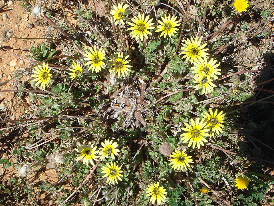 Arctotheca calendula (Capeweed)
