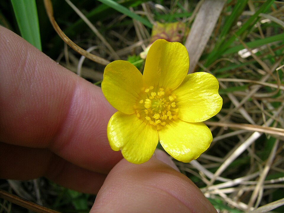 Ranunculus lappaceus (Australian Buttercup) (alternate view 7)