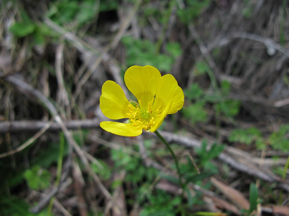 Ranunculus lappaceus (Australian Buttercup) (alternate view 8)