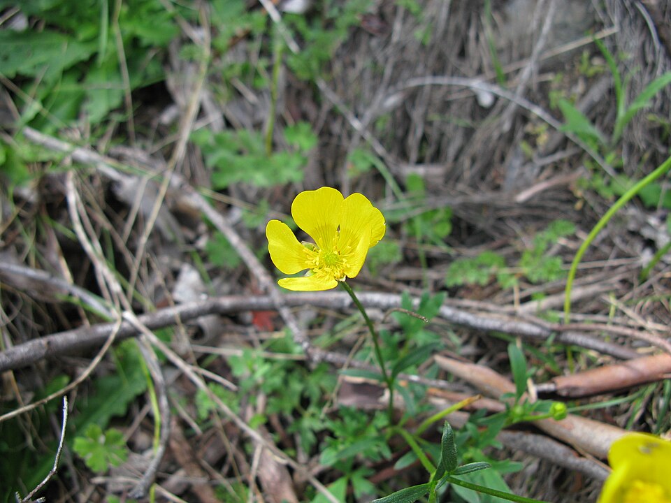 Ranunculus lappaceus (Australian Buttercup) (alternate view 9)
