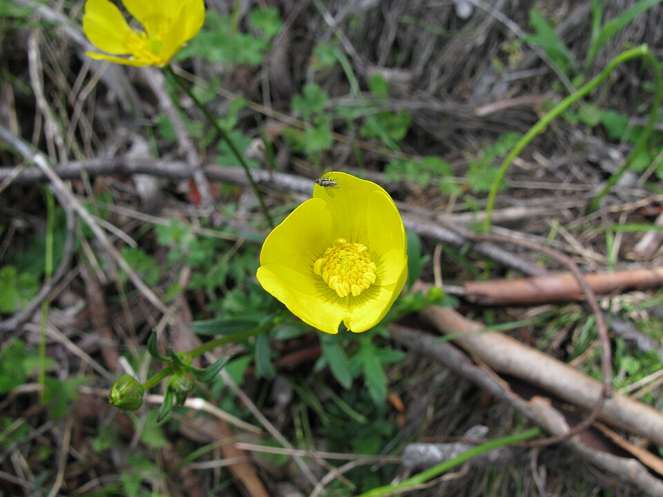 Ranunculus lappaceus (Australian Buttercup) (alternate view 10)