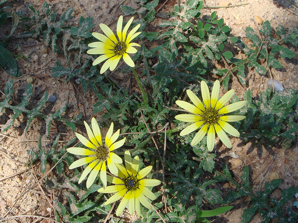 Arctotheca calendula (Capeweed) (alternate view 2)