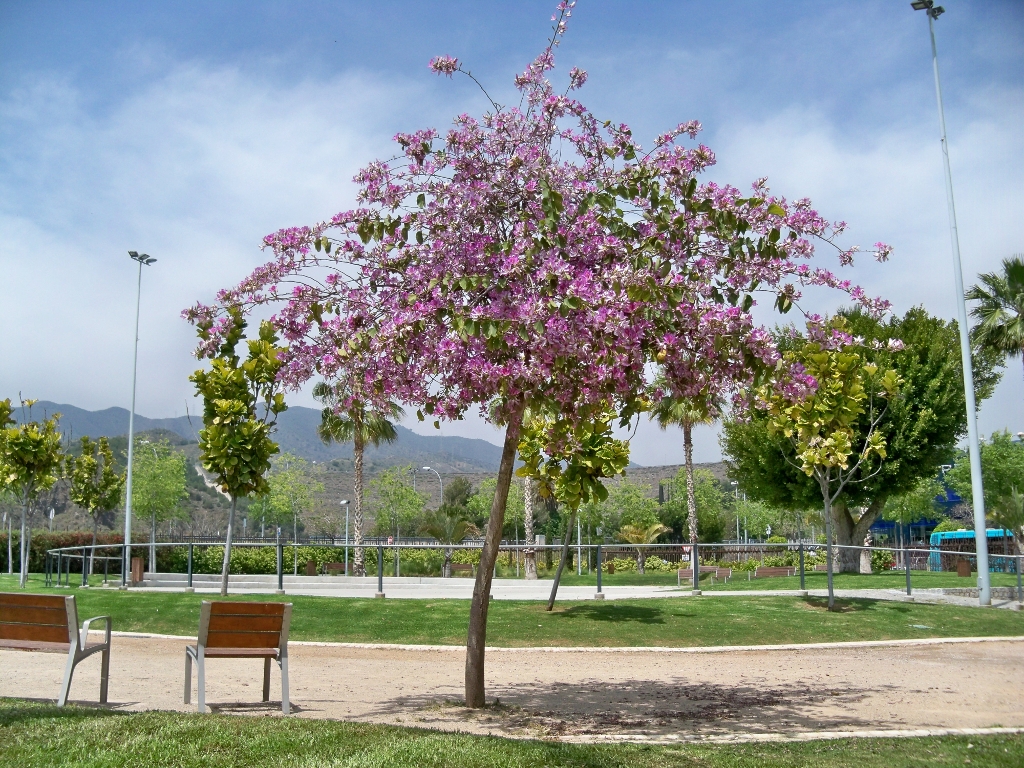 Bauhinia variegata, Orchid tree — spreading deciduous (Fabaceae) (image 7 of 10)
