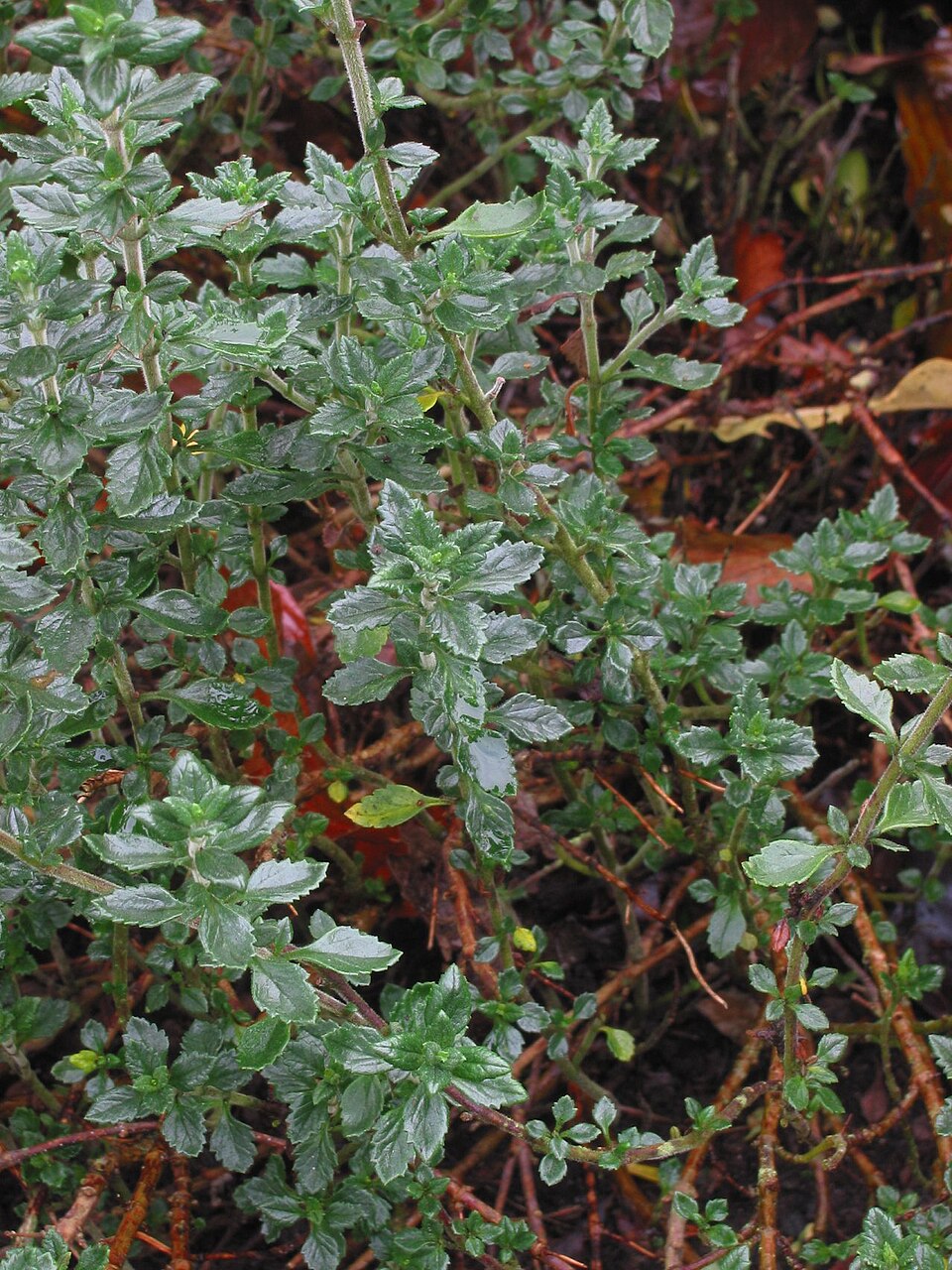 Teucrium chamaedrys (Wall Germander) (alternate view 6)