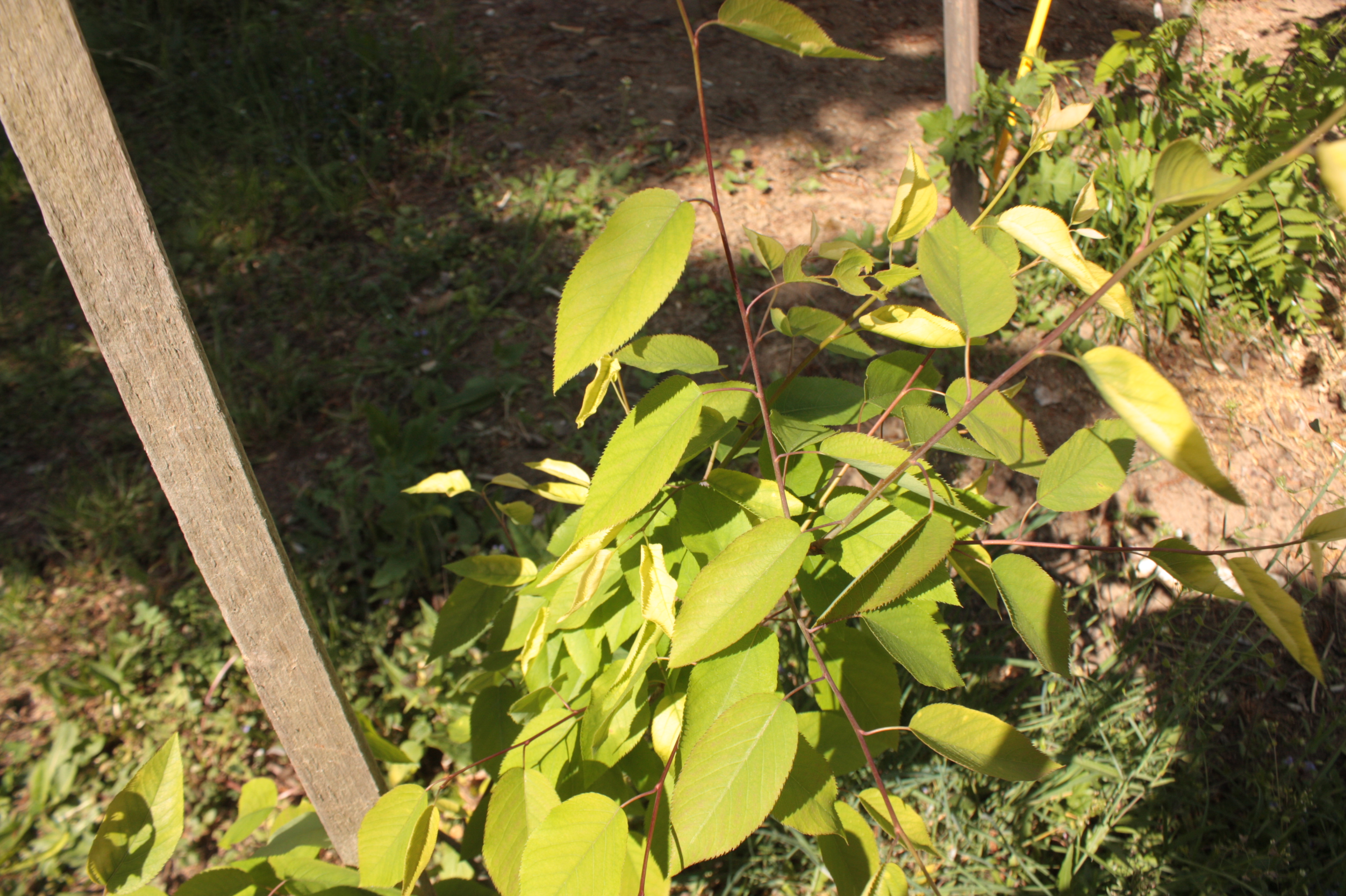 Amelanchier lamarckii, Snowy mespilus — upright deciduous (Rosaceae) (image 10 of 11)
