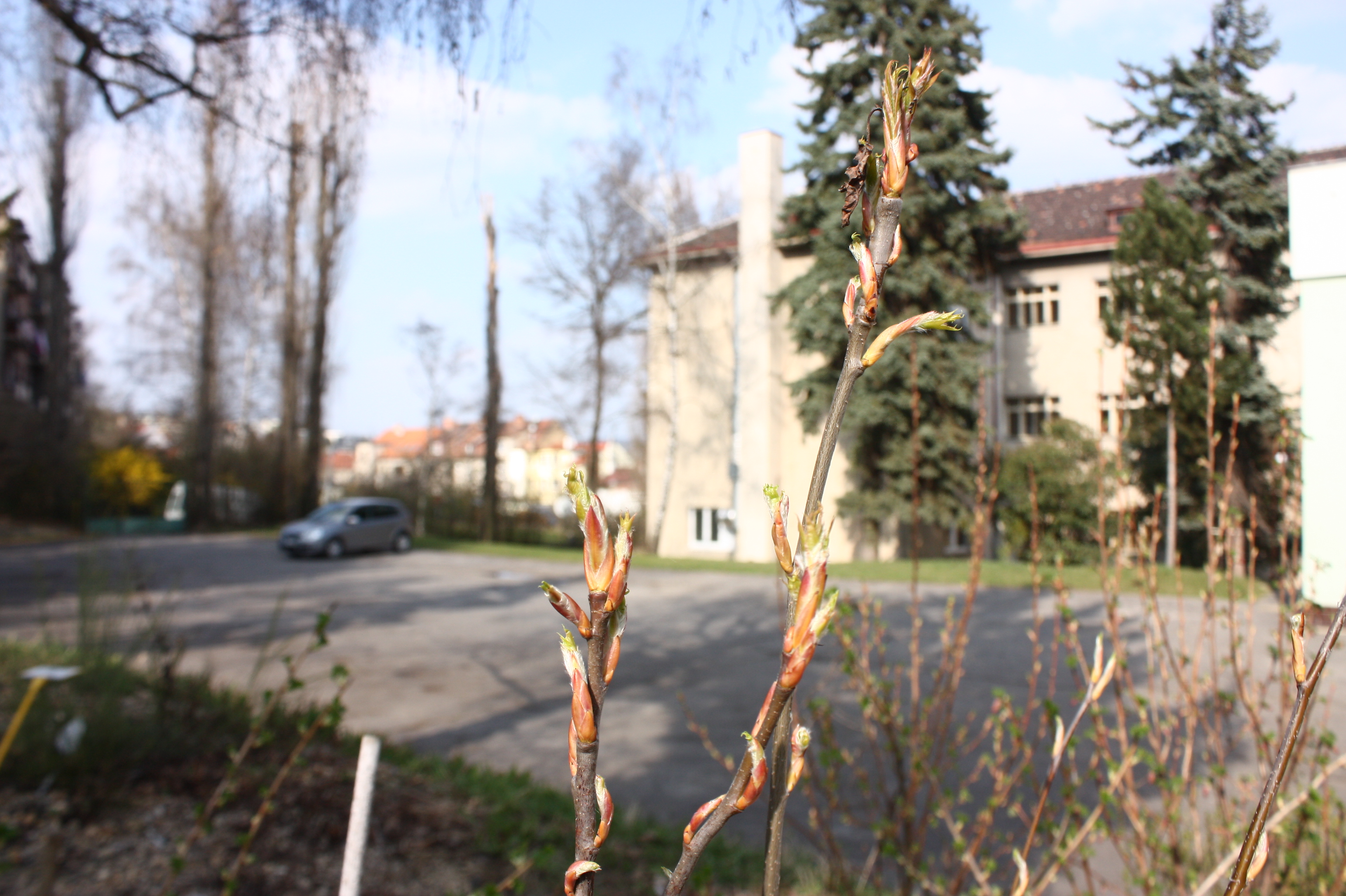 Amelanchier lamarckii, Snowy mespilus — upright deciduous (Rosaceae) (image 11 of 11)