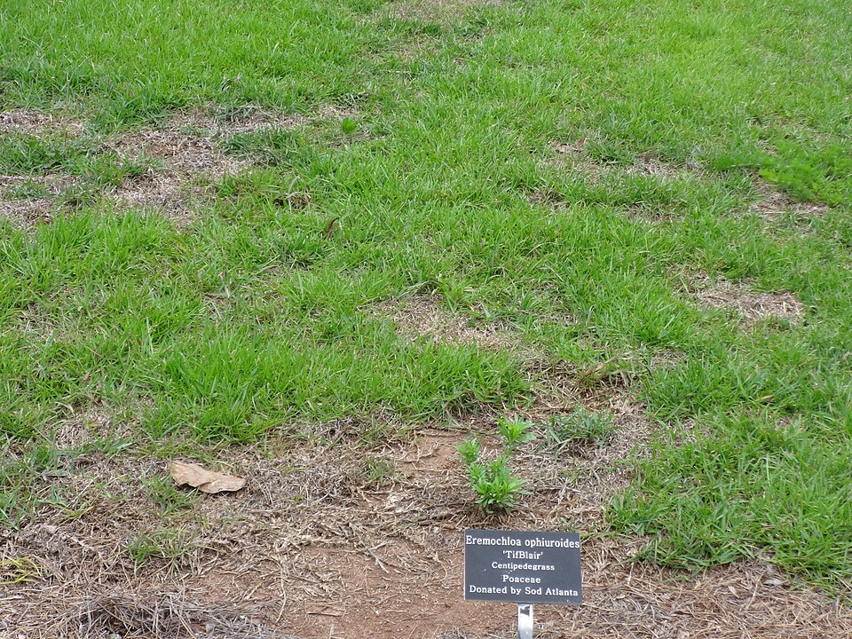 Eremochloa ophiuroides (Centipede Grass) (alternate view 9)
