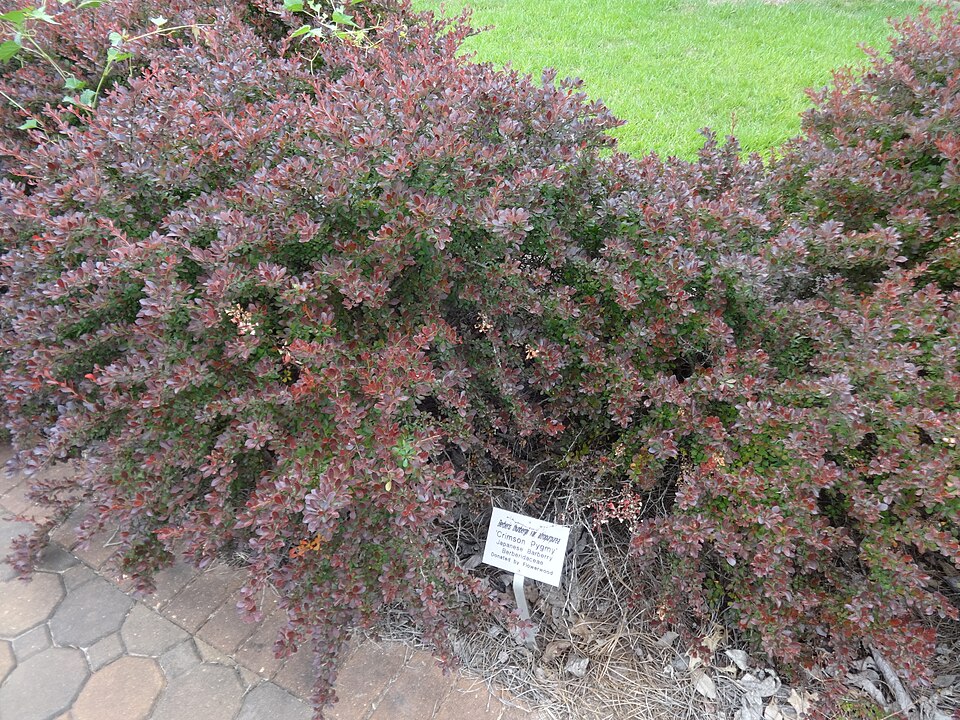 Berberis thunbergii 'Crimson Pygmy' (Crimson Pygmy Barberry)