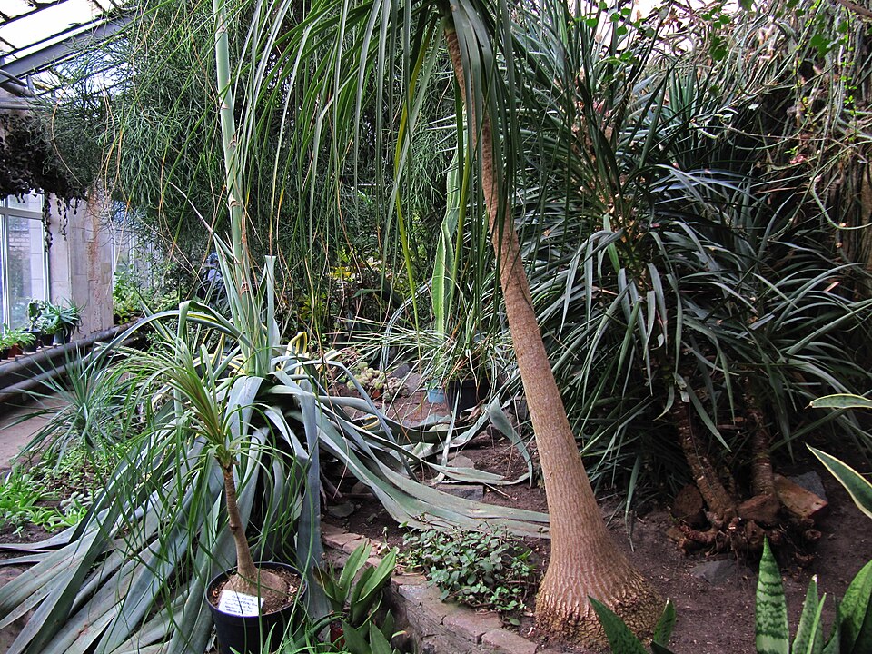 Beaucarnea (alternate view 5)