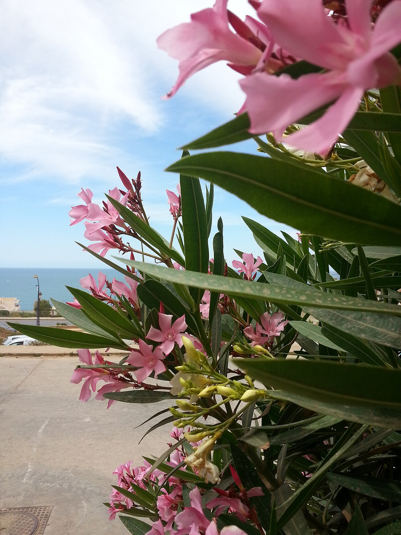 Nerium oleander, Oleander — upright evergreen (Apocynaceae) (image 8 of 8)