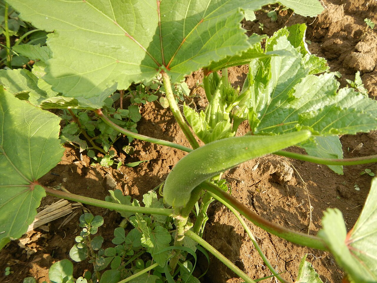 Abelmoschus esculentus, Okra — upright deciduous (Malvaceae) (image 5 of 9)