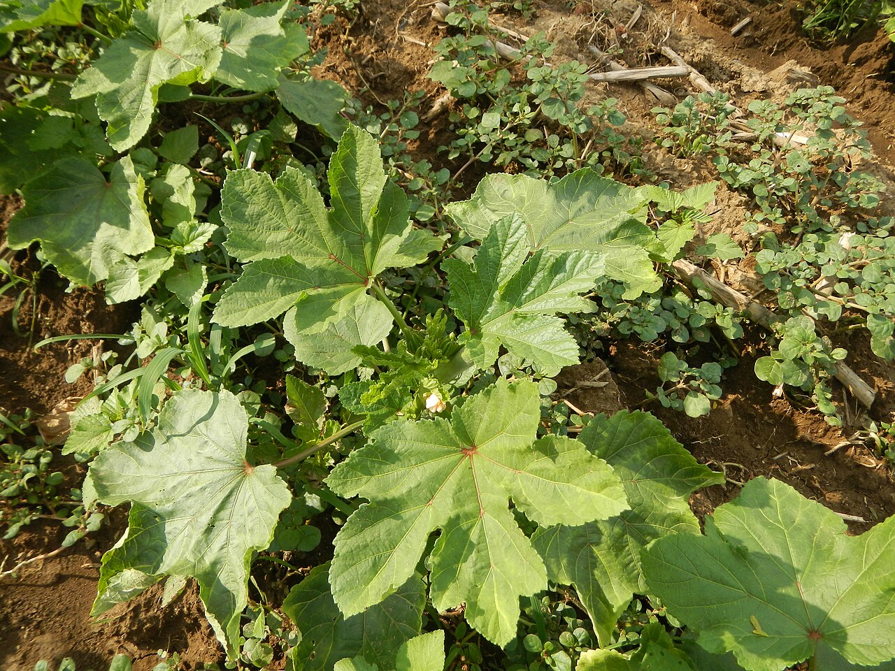 Abelmoschus esculentus, Okra — upright deciduous (Malvaceae) (image 6 of 9)