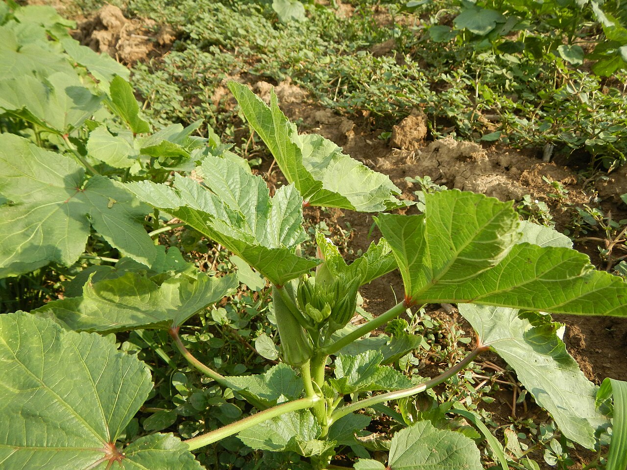 Abelmoschus esculentus, Okra — upright deciduous (Malvaceae) (image 7 of 9)