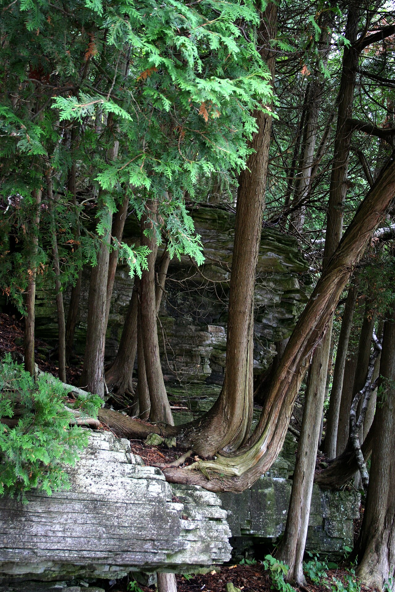Thuja occidentalis, American arborvitae — upright evergreen (Cupressaceae) (image 2 of 10)