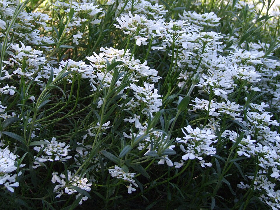 Iberis sempervirens (candytuft) (alternate view 5)