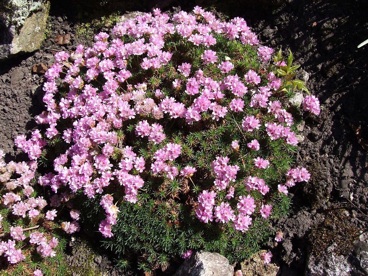 Armeria juniperifolia