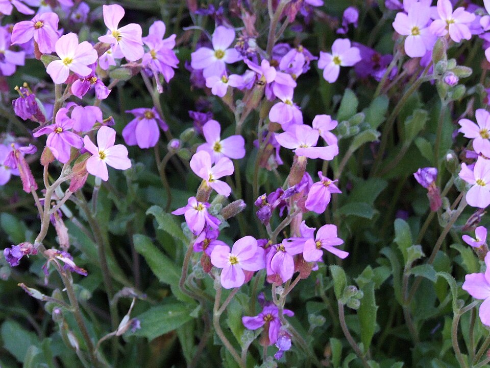 Aubrieta deltoidea (purple rock cress)