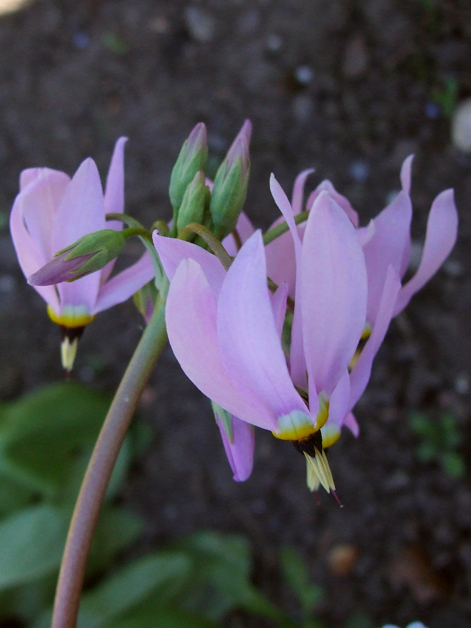 Primula clevelandii (Padre's Shooting Star) (alternate view 7)