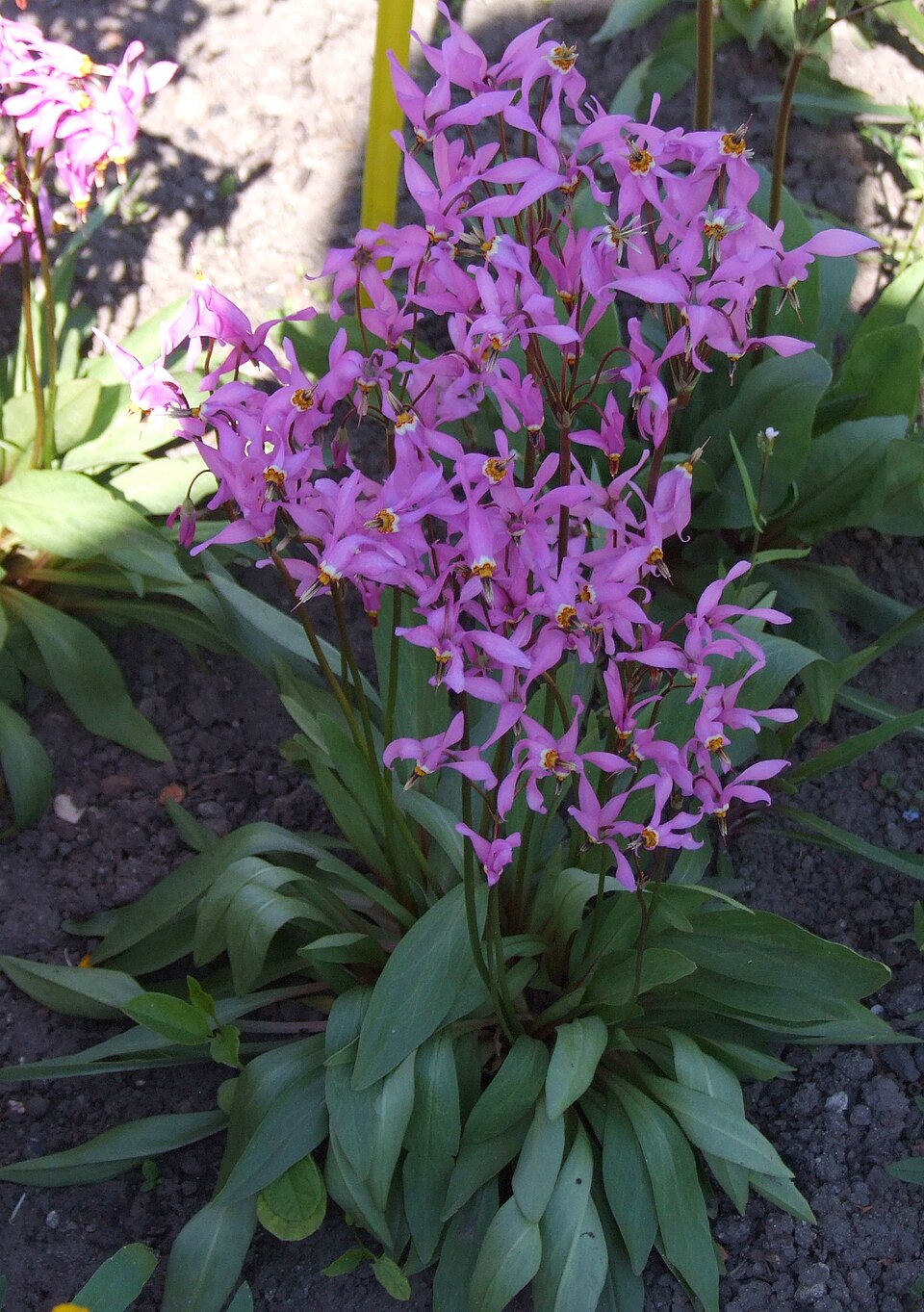 Primula clevelandii (Padre's Shooting Star) (alternate view 8)