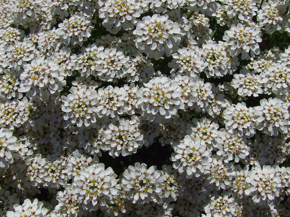 Iberis sempervirens (candytuft) (alternate view 6)