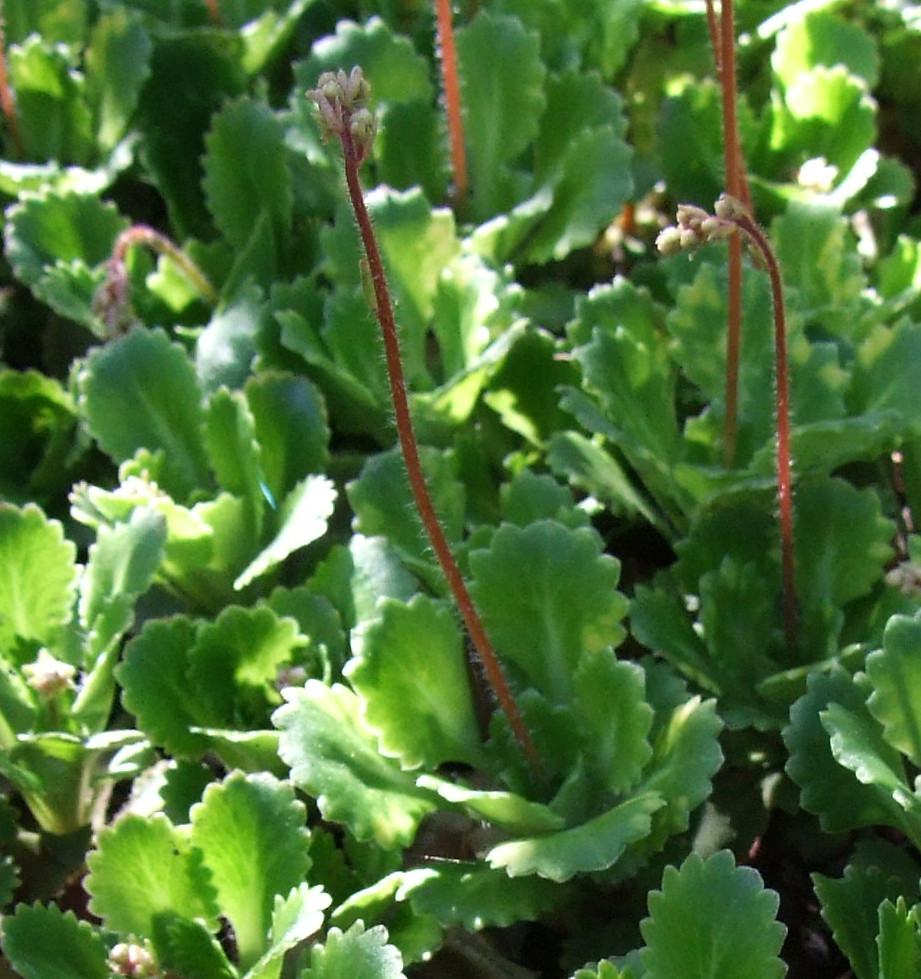 Saxifraga umbrosa (alternate view 10)