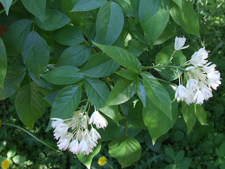 Staphylea trifolia (American bladdernut) (alternate view 4)