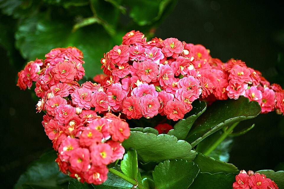 Kalanchoe blossfeldiana (Flaming Katy) (alternate view 8)