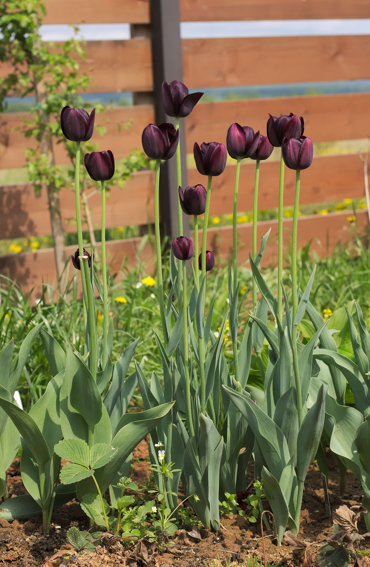 Tulipa 'Queen of Night', Tulip 'Queen of Night' — clumping deciduous (Liliaceae) (image 9 of 10)