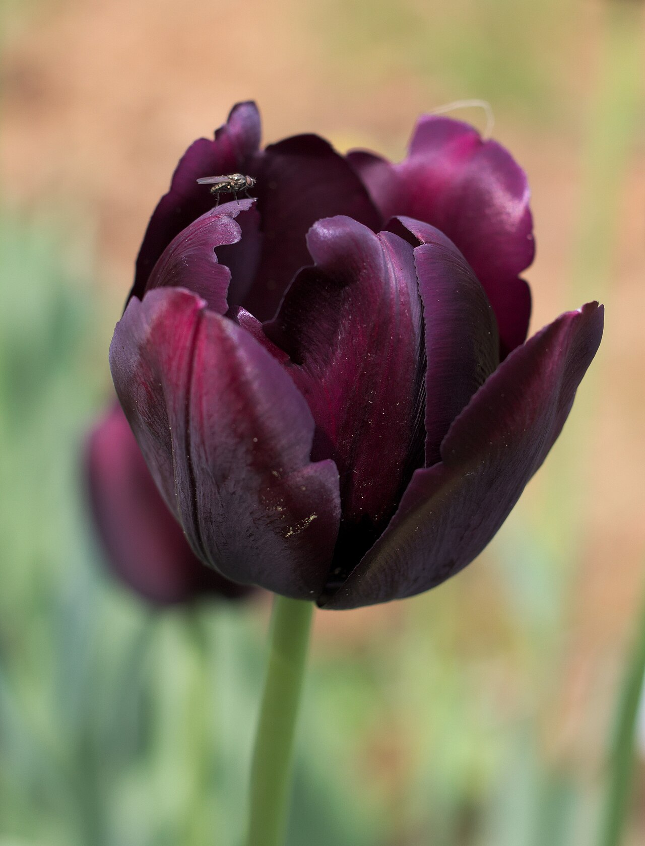 Tulipa 'Queen of Night', Tulip 'Queen of Night' — clumping deciduous (Liliaceae) (image 10 of 10)