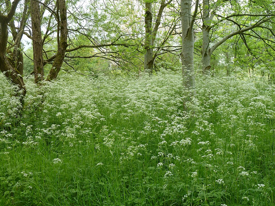 Anthriscus (Chervils) (alternate view 4)