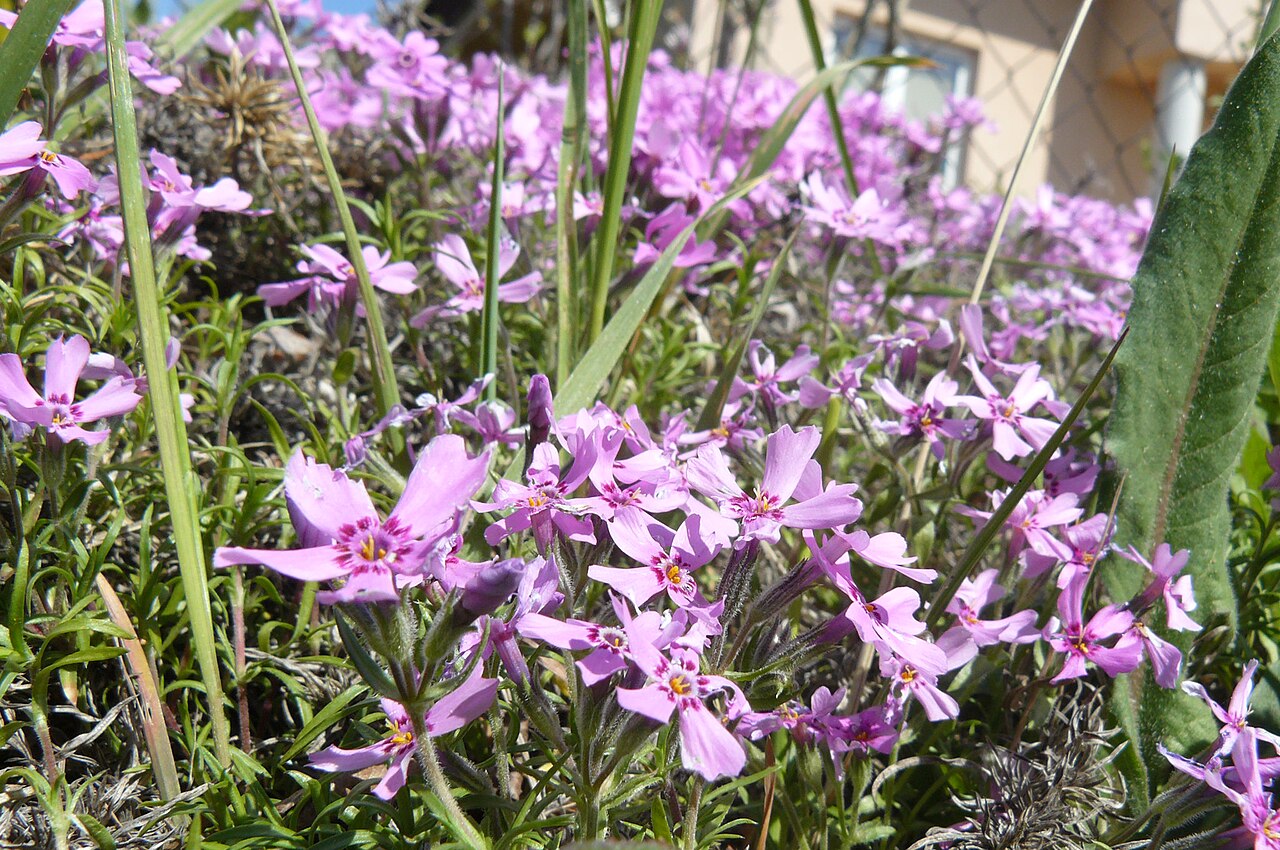 Phlox subulata, Creeping phlox — spreading evergreen (Polemoniaceae) (image 10 of 10)