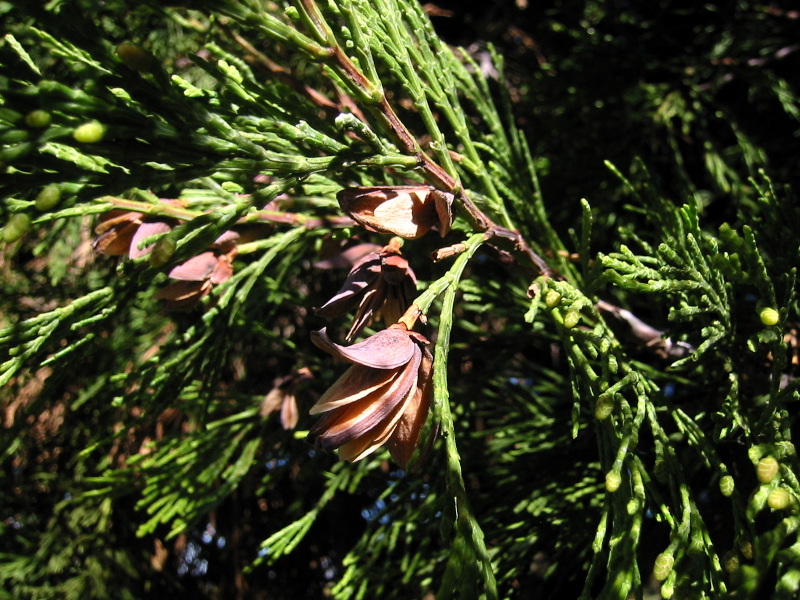 Calocedrus decurrens (incense cedar) (alternate view 6)
