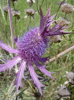 Eryngium leavenworthii (Leavenworth's eryngo)