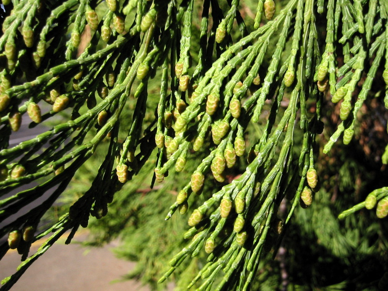 Calocedrus decurrens (incense cedar) (alternate view 7)
