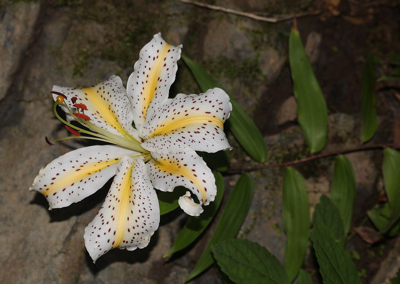 Lilium auratum, Golden-rayed lily — upright deciduous (Liliaceae) (image 10 of 10)