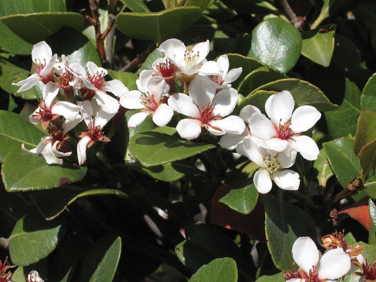 Rhaphiolepis umbellata, Yeddo hawthorn — mounding evergreen (Rosaceae) (image 6 of 10)