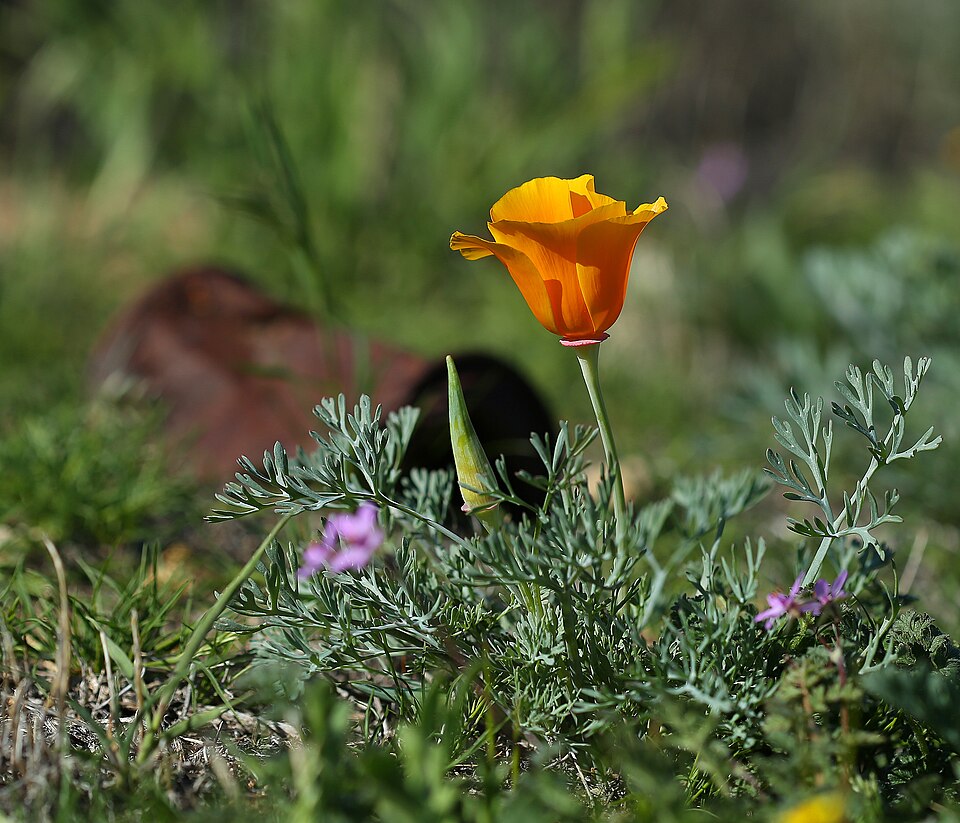Eschscholzia californica (California poppy) (alternate view 10)