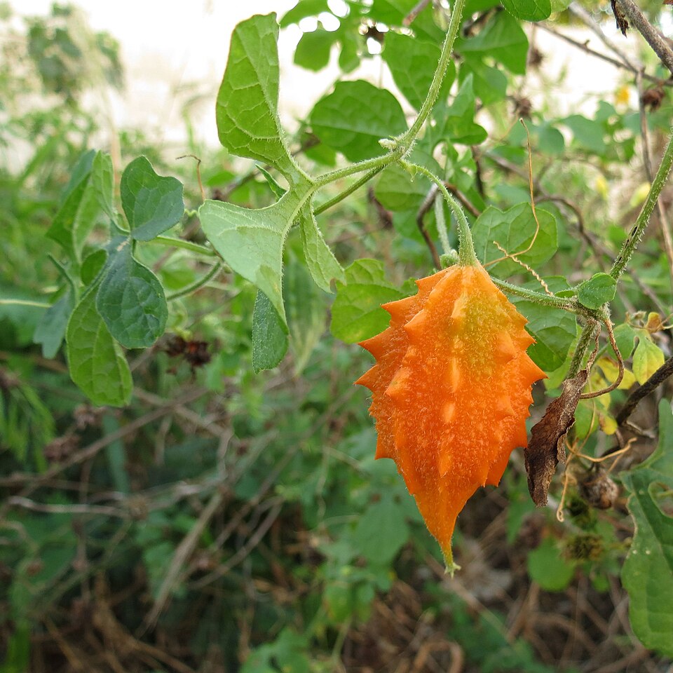 Momordica charantia (Bitter Melon) (alternate view 9)