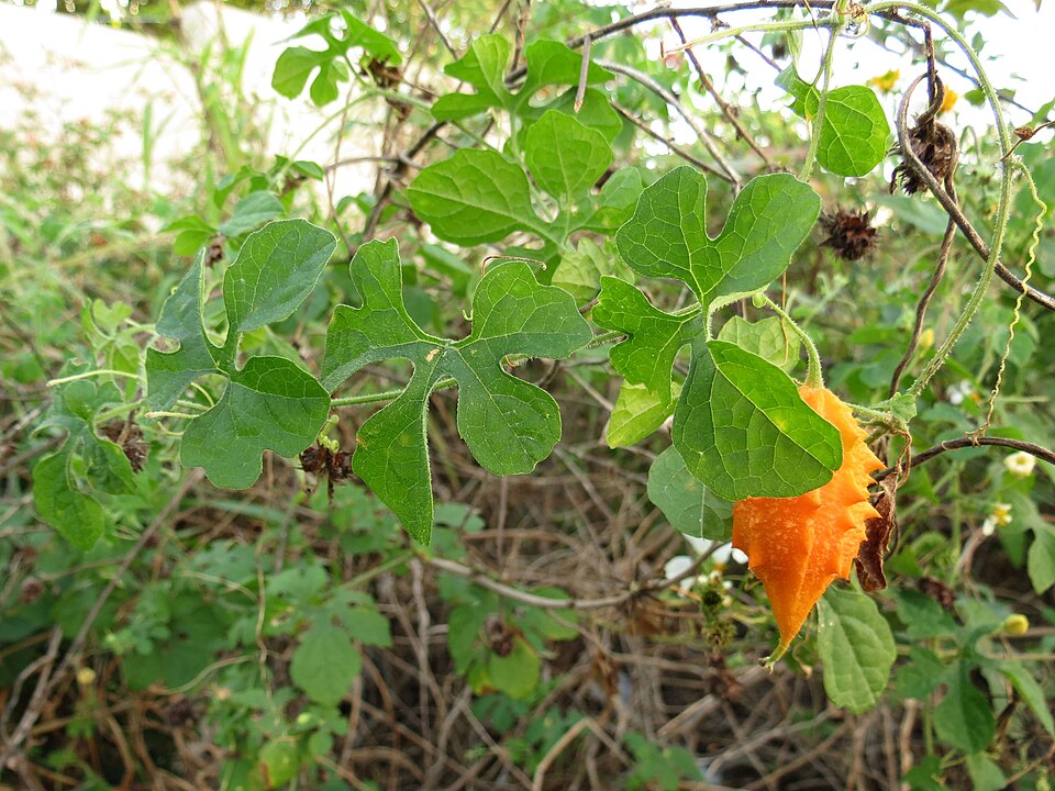 Momordica charantia (Bitter Melon) (alternate view 10)