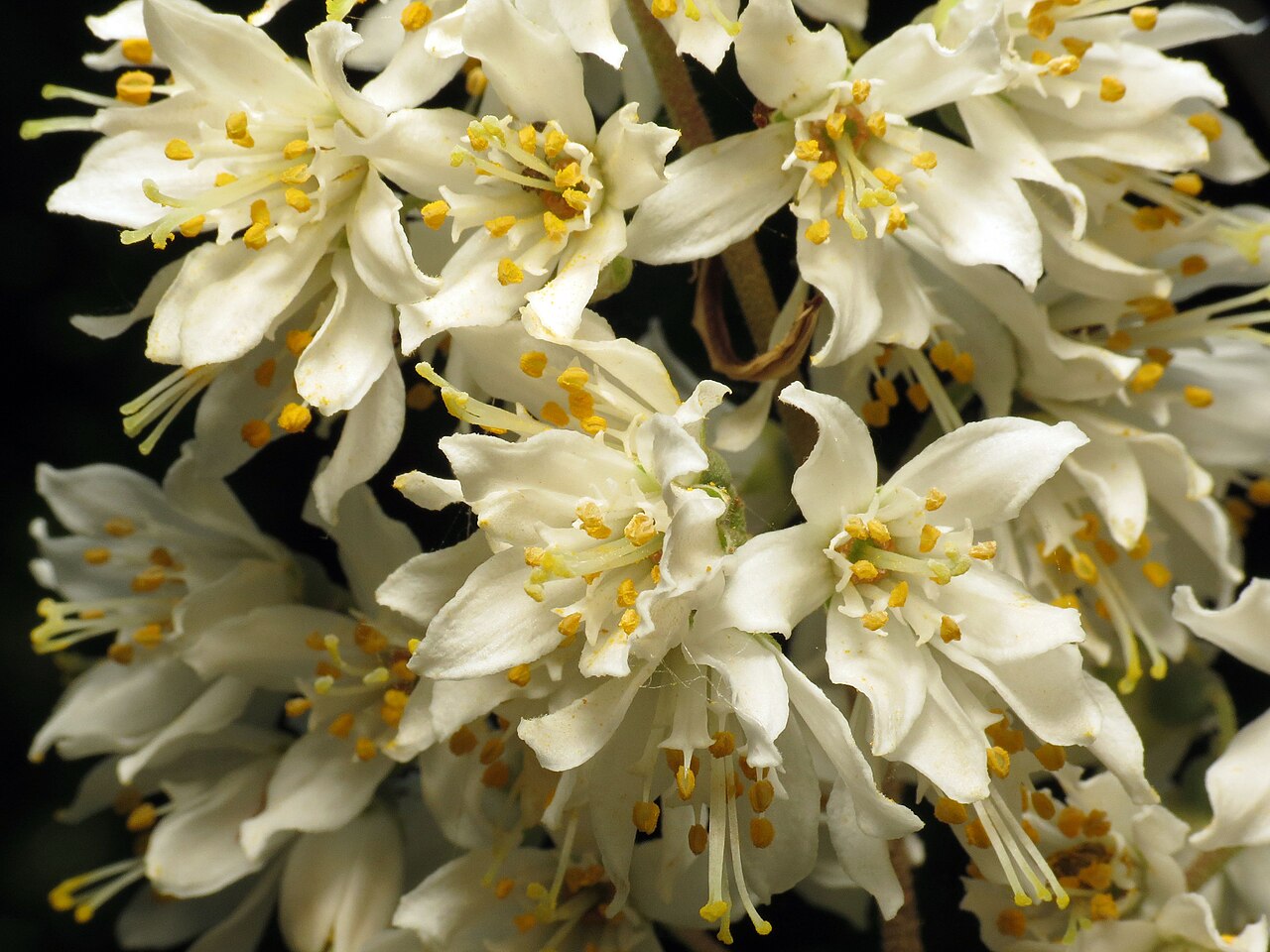 Deutzia scabra, Fuzzy deutzia — upright deciduous (Hydrangeaceae) (image 8 of 10)