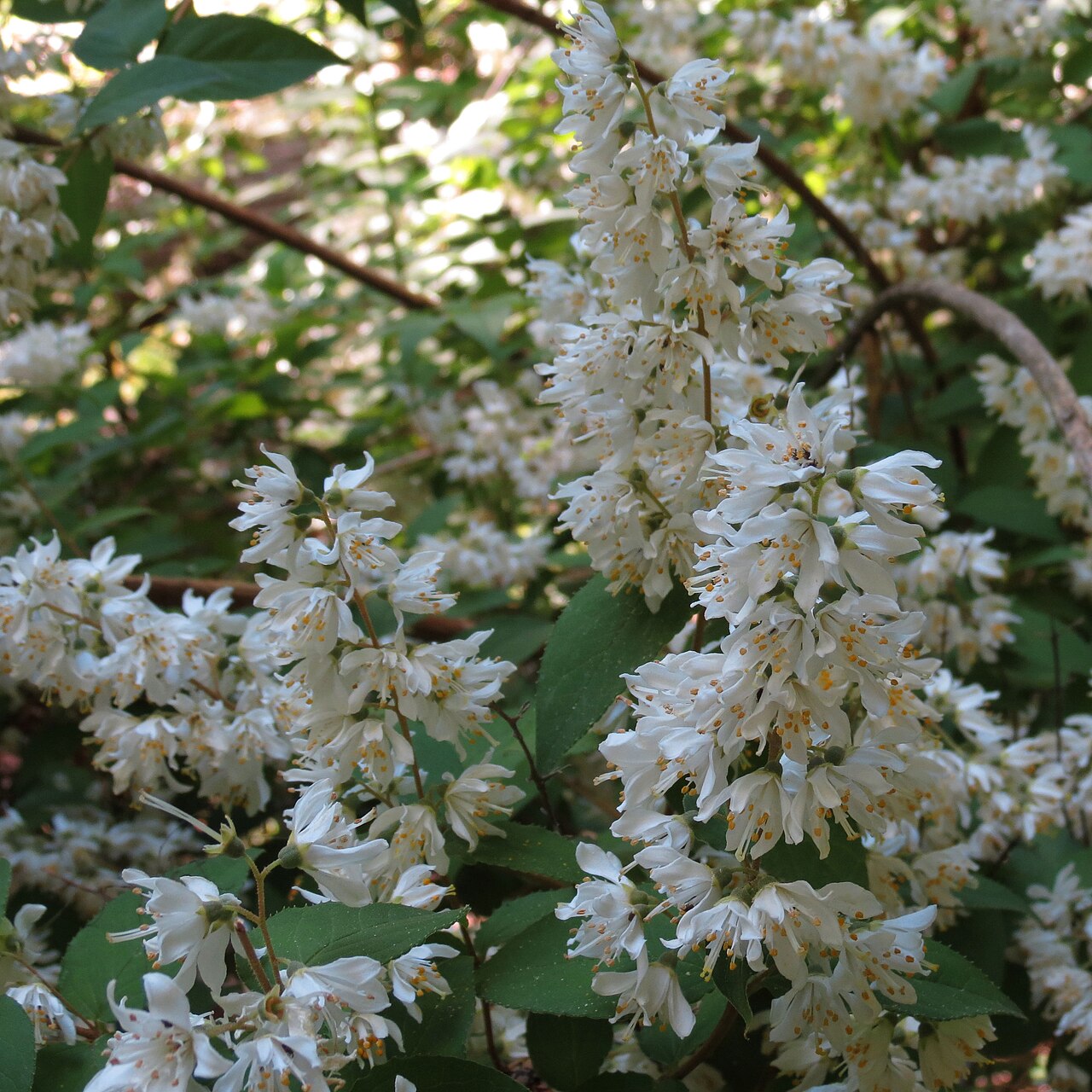 Deutzia scabra, Fuzzy deutzia — upright deciduous (Hydrangeaceae) (image 9 of 10)