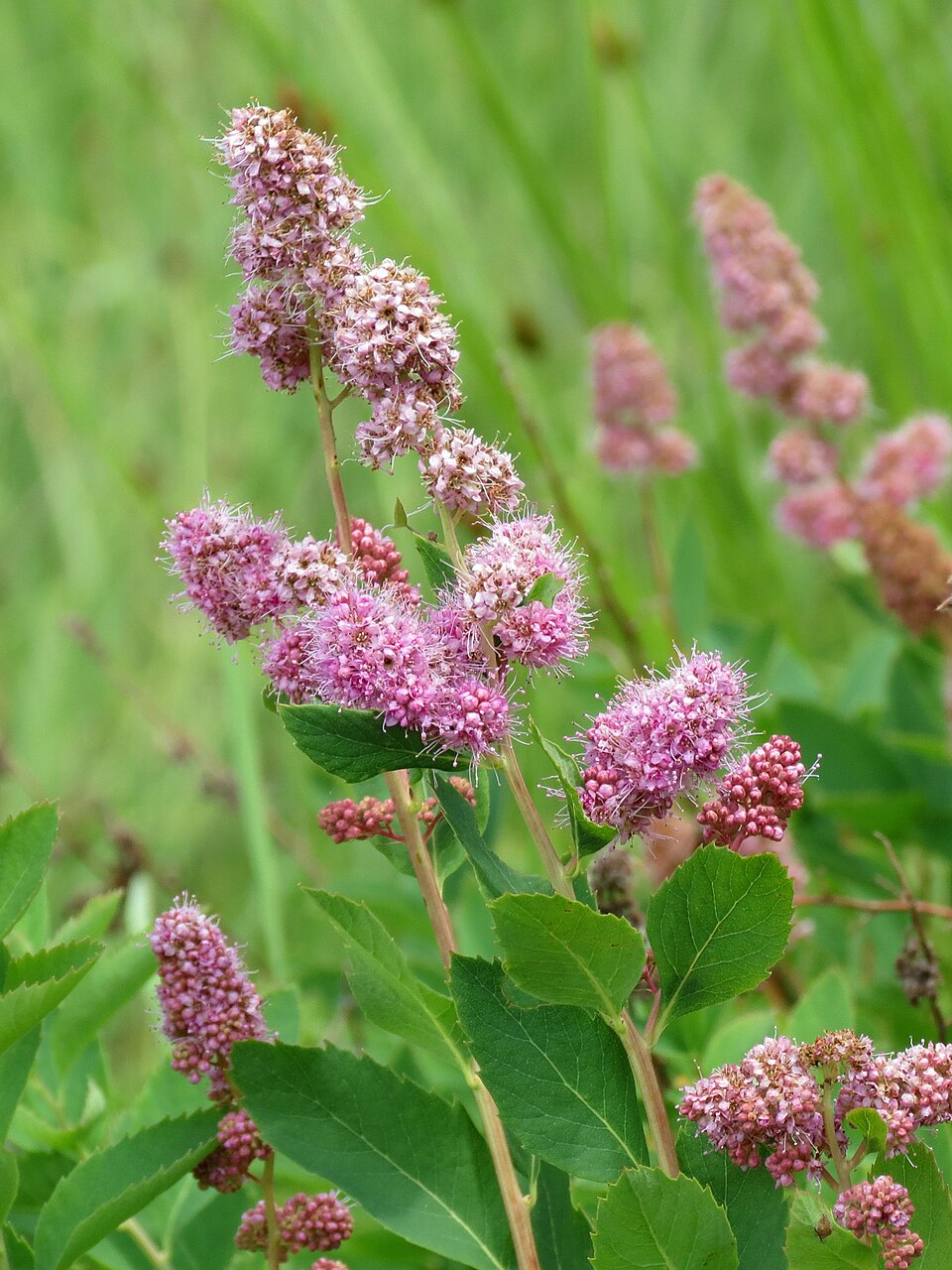Spiraea douglasii (western spirea) (alternate view 9)