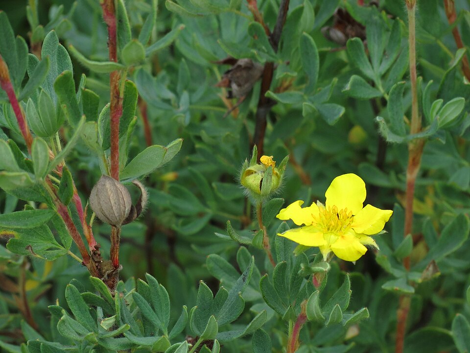 Dasiphora fruticosa (potentilla, cinquefoil) (alternate view 6)