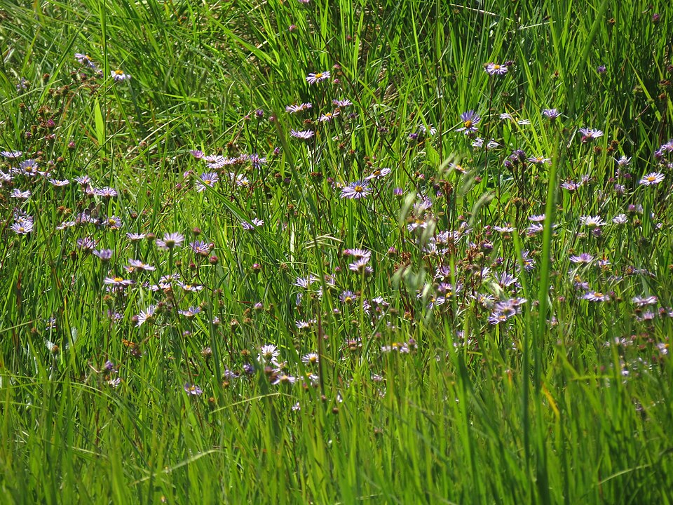 Canadanthus modestus (Giant Mountain Aster) (alternate view 9)
