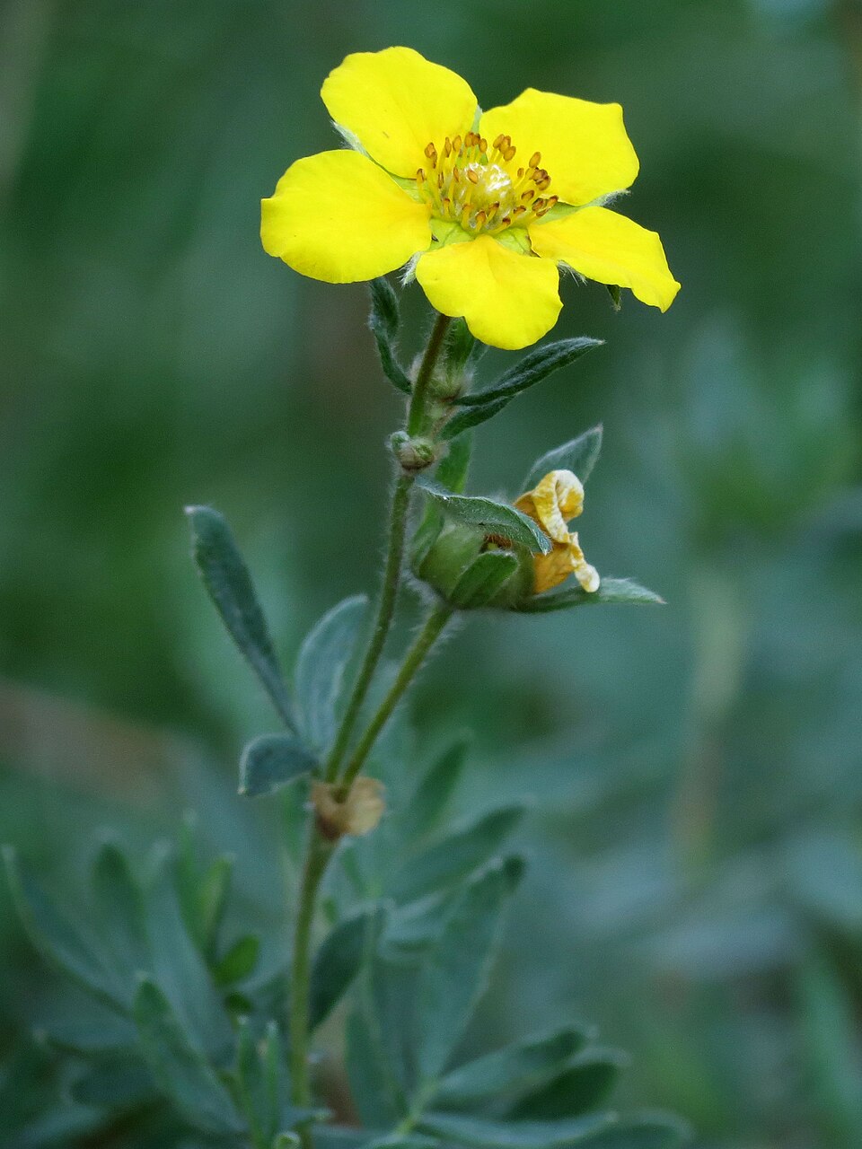 Dasiphora fruticosa (potentilla, cinquefoil) (alternate view 7)