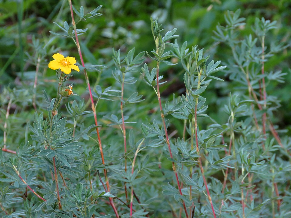 Dasiphora fruticosa (potentilla, cinquefoil) (alternate view 8)