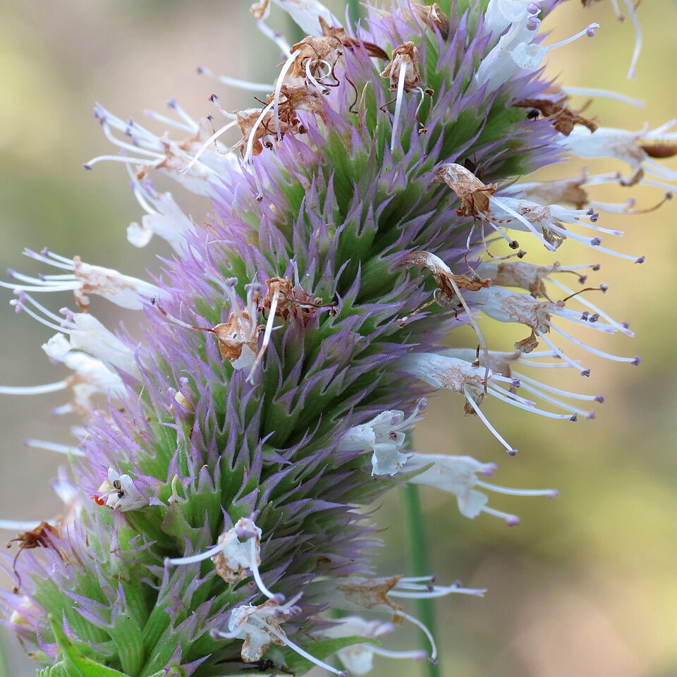 Agastache urticifolia (nettle-leaf giant hyssop) (alternate view 4)