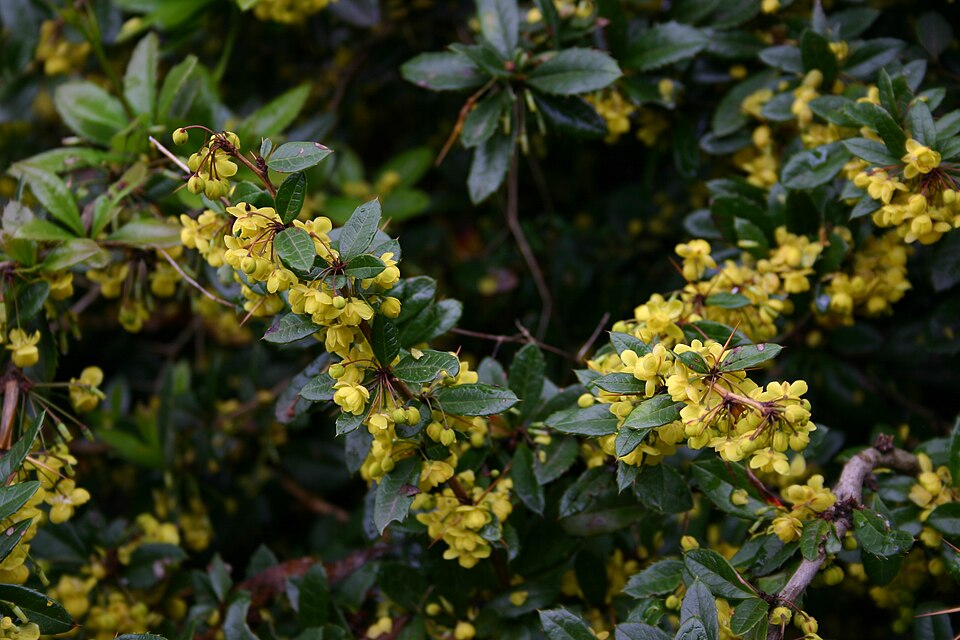 Berberis x gladwynensis (Gladwyne barberry) (alternate view 2)