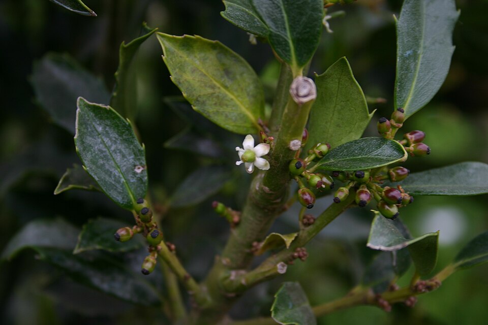 Ilex meserveae (Meserve Holly) (alternate view 6)