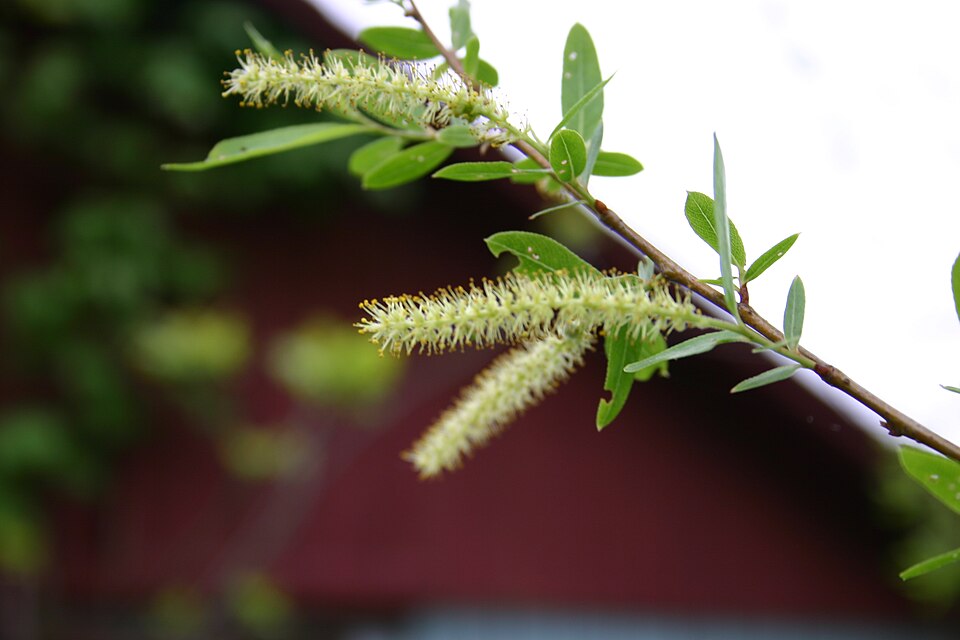 Salix nigra (black willow)